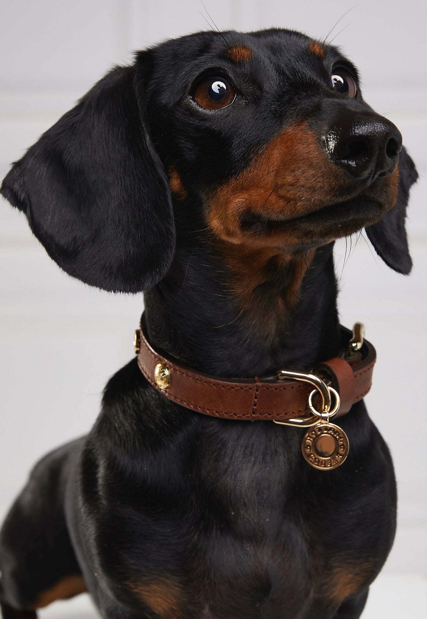 HC Studded Dog Collar - Chestnut sold by Angel Divine